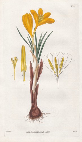 Crocus aureus flower blume - flower,