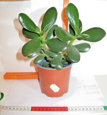 Geldbaum Pfennigbaum  Crassula ovata   ca. 20 cm groß (Nr.2)