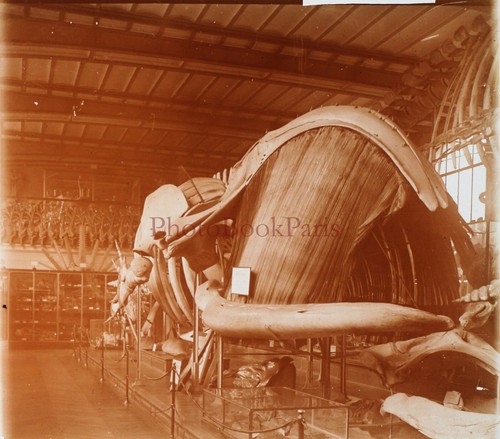 Naturkundemuseum wal c1910 - naturkundemuseum,