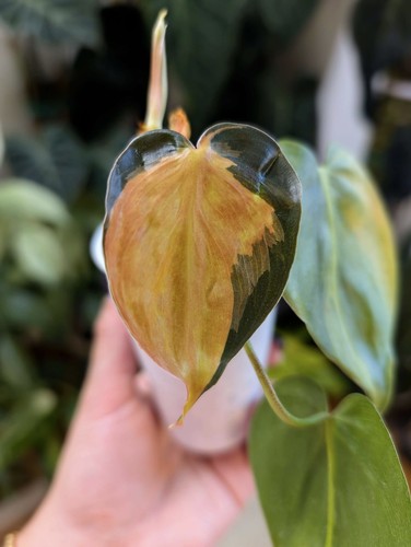 Philodendron brasil - philodendron,