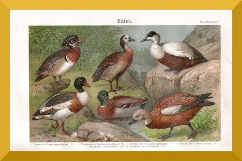 Enten 120 jahre alter - enten,