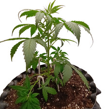 16 Stk LST Training Topping Grow Haken Bieger ohne Streß Tomaten Cannabis Kürbis