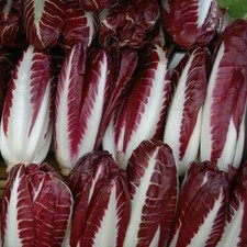 Radicchio Rossa di Treviso - Chicorée - 200+ Samen - Semillas - Körner - L 164