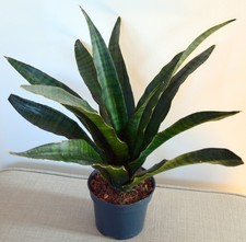 Sansevieria "Diamond Green"