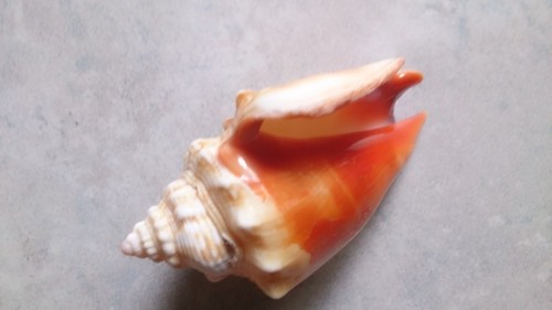 Fechterschnecke vorkommen - fechterschnecke.,