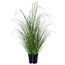 GASPER Zebragras - Miscanthus