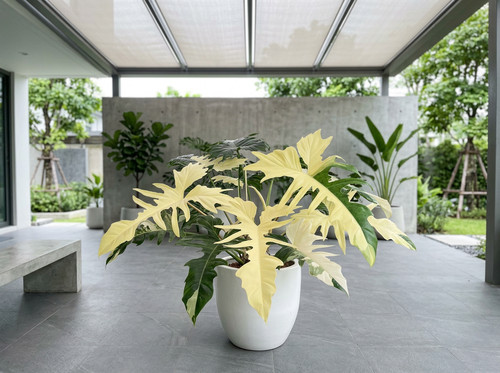 8000134 philodendron white - 8000134,
