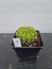 Echinopsis - Hybride