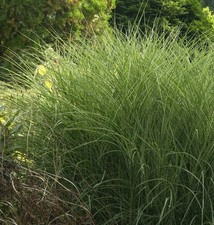 Chinaschilf morning light - chinaschilf, light-