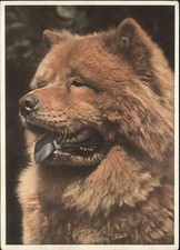 Hunde Chow-Chow