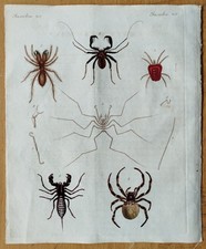 Spinne Milbe - Bertuch