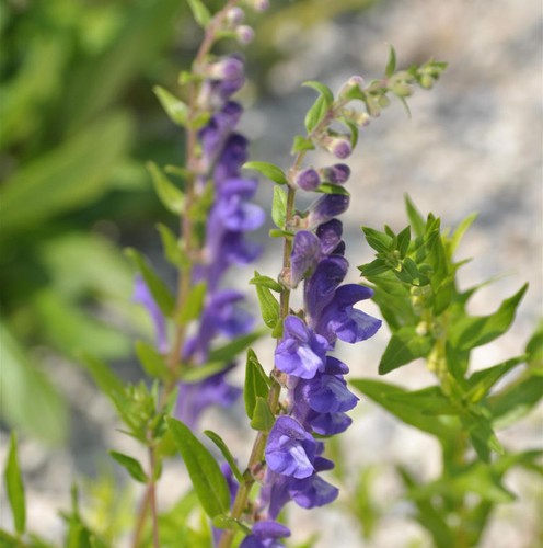 Baikal helmkraut scutellaria - baikal,