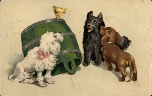 Drei junge hunde - ak, dackel