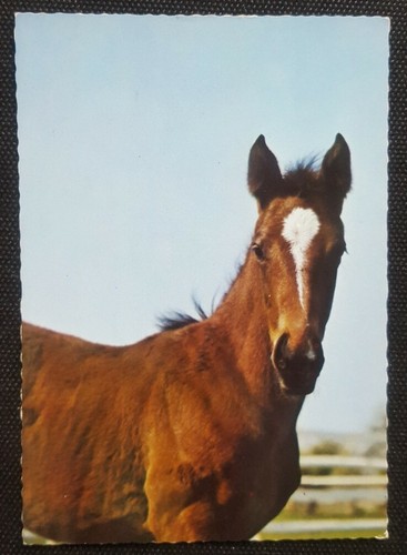 Pferdepostkarte pferde - ak,