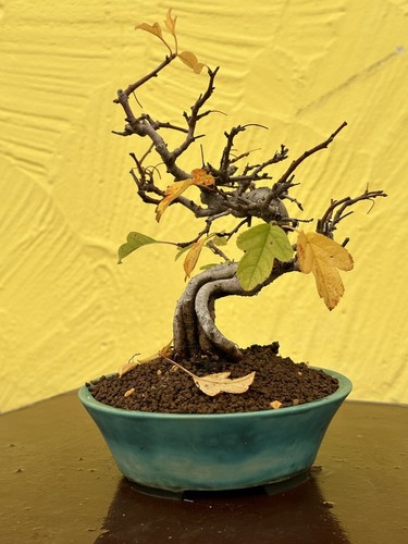 Joe shohin bonsai - joe, apfel