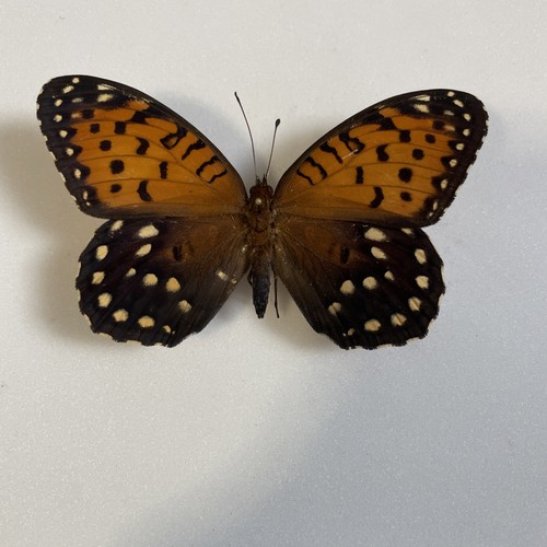 Entomologie speyeria idalia - entomologie*speyeria,