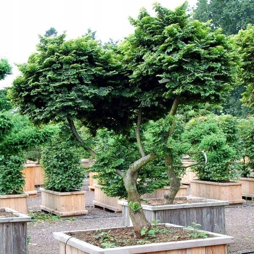 Ulme hillier bonsai - 'hillier', –