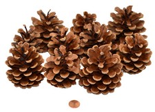 Muwse Schwarzkiefer Zapfen