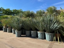 Sunny Tree - Yucca Rostrata