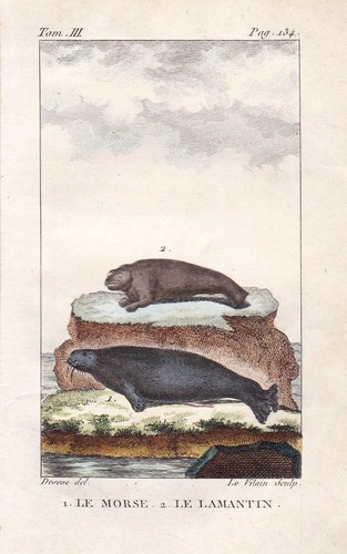 Walross walrus seekuh seekühe - walrus,