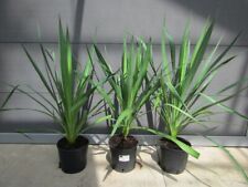 Yucca gloriosa  - Kerzen