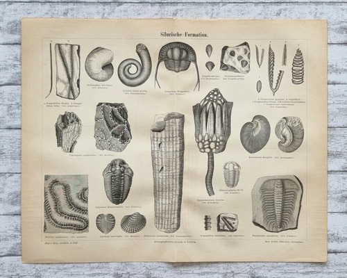 Silurische formation - silurische,