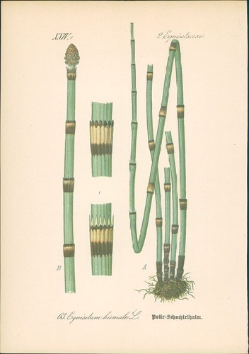 Chromolithographie