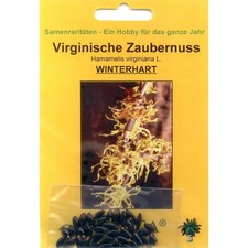 Bonsai - 25 Samen  Hamamelis