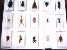 Mini Biester Sammlung von