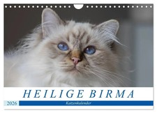 Heilige Birma Katzenkalender