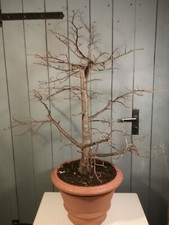 Bonsai Linde Gartenbonsai Outdoor Bonsai