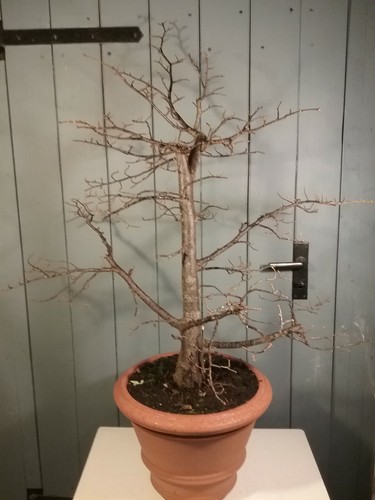 Bonsai linde gartenbonsai - linde,