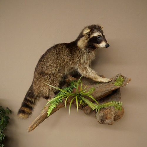 Waschbär präparat auf wurzel - waschbär,