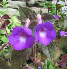 Achimenes 'Elke Michelssen' -