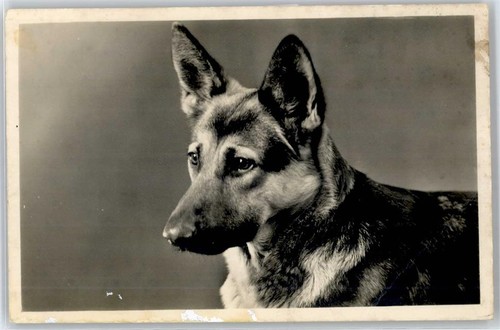 51101859 schaeferhund - -,