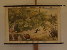 Wandbild Schnecken Richter 105x71~1954 vintage Gastropoda snails and slugs chart