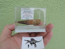schöner Zahn vom Spinosaurus