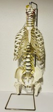 Rüdiger Wirbelsäule mit Brustkorb Skelettmodell im Top Zustand