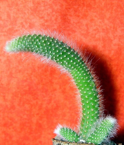 Hildewintera colademononis