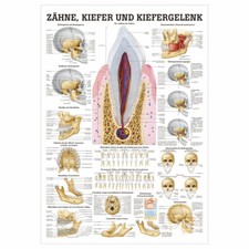 Zähne und Kiefergelenk Lehrtafel Anatomie 100x70 cm medizinische Lehrmittel
