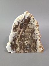 versteinerter Baumstamm