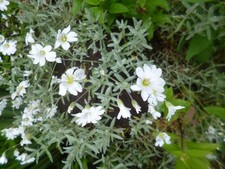 Hornkraut, Gewöhnliches