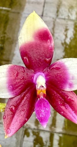 Phalaenopsis testrapsis select - phalaenopsis,