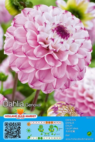 Dahlie genova balldahlie - dahlie,