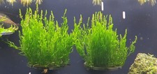 Aquariumpflanze flammenmoos - aquariumpflanze,