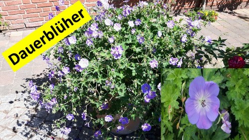 Geranium rozanne liter - 3,
