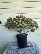 Bonsai Tree Aeonium Kiwi Tree