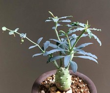 Euphorbia longituberculosa