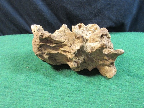 Mangroven wurzel medium l25 - wurzel,