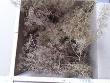 Seemoos/ Meerschaum für